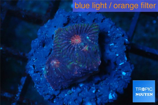 Favia red purple 1-2 cm WYSIWYG acclimaté
