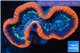 Trachyphyllia red premium 6-9 cm WYSIWYG acclimaté