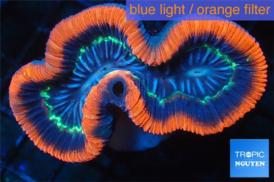 Trachyphyllia red premium 6-9 cm WYSIWYG acclimaté