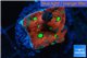 Favia red green spot 2 cm WYSIWYG acclimaté