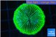 Fungia neon green 3-5 cm WYSIWYG acclimaté