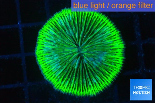 Fungia neon green 3-5 cm WYSIWYG acclimaté