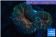 Lobophyllia orange green 3-4 cm WYSIWYG acclimaté