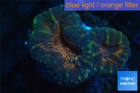 Lobophyllia orange green 3-4 cm WYSIWYG acclimaté