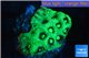 Favia neon green Australia 3-4 cm WYSIWYG acclimaté