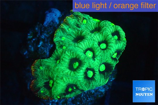 Favia neon green Australia 3-4 cm WYSIWYG acclimaté