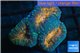 Lobophyllia orange green 4-6 cm WYSIWYG acclimaté
