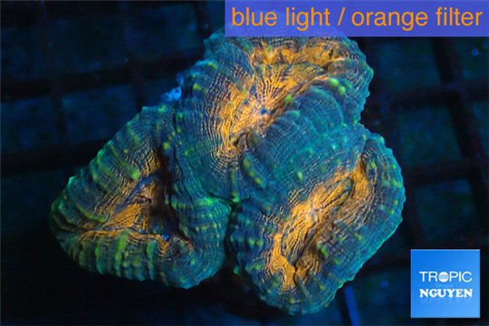 Lobophyllia orange green 4-6 cm WYSIWYG acclimaté