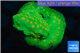 Leptastrea green & orange 3-5 cm WYSIWYG acclimaté
