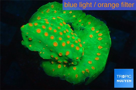 Leptastrea green & orange 3-5 cm WYSIWYG acclimaté