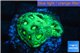 Favia neon green Australia 2-3 cm WYSIWYG acclimaté