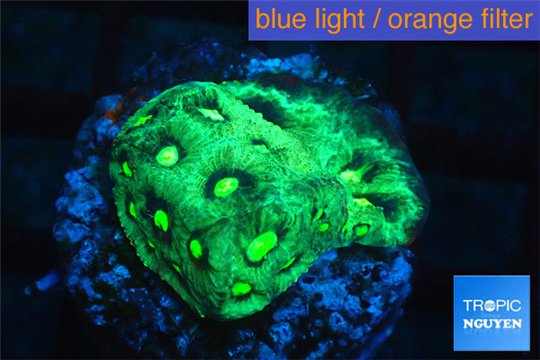 Favia neon green Australia 2-3 cm WYSIWYG acclimaté