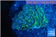 Goniopora green small polyps 2-4 cm WYSIWYG acclimaté