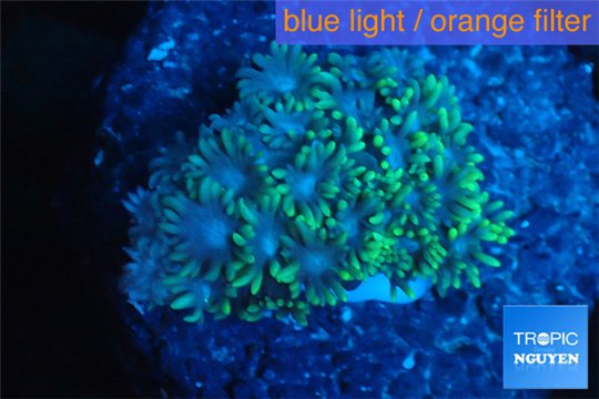 Goniopora green small polyps 2-4 cm WYSIWYG acclimaté