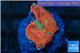 Favia red green spot 2-3 cm WYSIWYG acclimaté