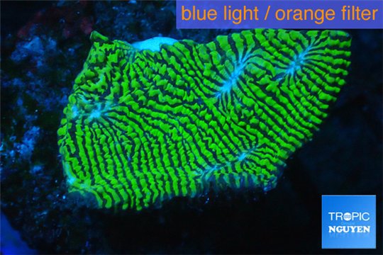 Echinophyllia green maze 3-5 cm WYSIWYG acclimaté