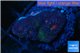 Favia red purple 1-2 cm WYSIWYG acclimaté