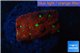 Favia red green spot 2 cm WYSIWYG acclimaté