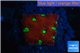 Favia red green spot 1-2 cm WYSIWYG acclimaté