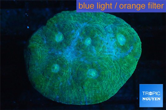 Echinophyllia green blue 3-5 cm WYSIWYG acclimaté