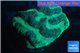 Platygyra green maze 3-4 cm WYSIWYG acclimaté