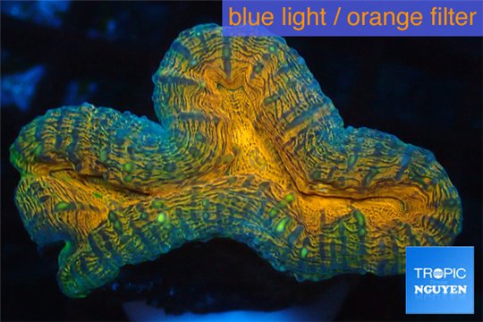 Lobophyllia orange 4-6 cm WYSIWYG acclimaté
