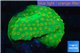 Leptastrea green & orange 3-5 cm WYSIWYG acclimaté