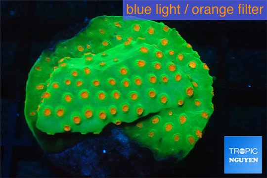 Leptastrea green & orange 3-5 cm WYSIWYG acclimaté