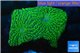 Echinophyllia green maze 3-4 cm WYSIWYG acclimaté
