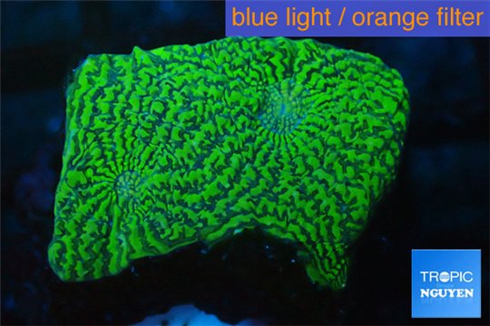 Echinophyllia green maze 3-4 cm WYSIWYG acclimaté
