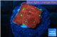 Favia red green spot 1-2 cm WYSIWYG acclimaté