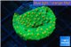 Leptastrea green & orange 3-4 cm WYSIWYG acclimaté