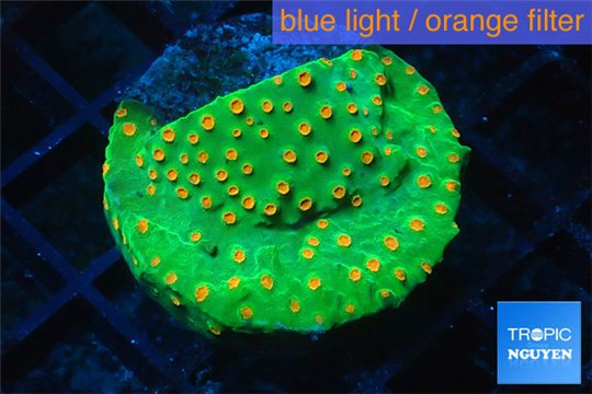 Leptastrea green & orange 3-4 cm WYSIWYG acclimaté