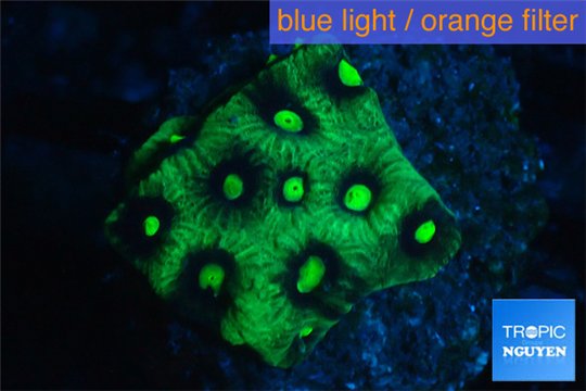 Favia neon green Australia 2-3 cm WYSIWYG acclimaté