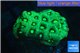 Favia neon green Australia 2-3 cm WYSIWYG acclimaté