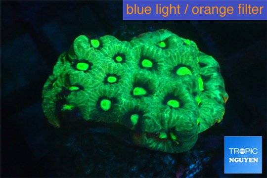 Favia neon green Australia 2-3 cm WYSIWYG acclimaté
