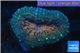 Lobophyllia bicolor 2-4 cm WYSIWYG acclimaté
