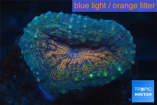 Lobophyllia bicolor 2-4 cm WYSIWYG acclimaté