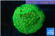 Leptastrea green & orange 3-5 cm WYSIWYG acclimaté