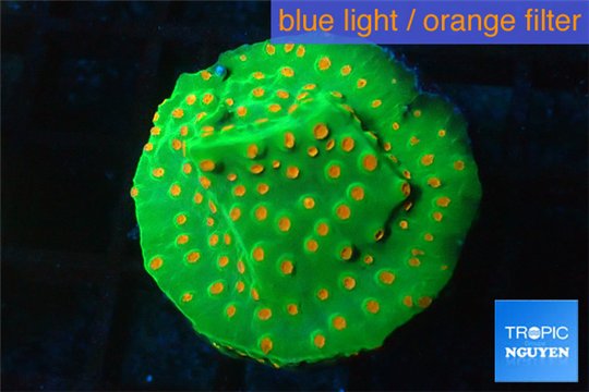 Leptastrea green & orange 3-5 cm WYSIWYG acclimaté