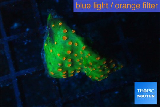 Leptastrea green & orange 2-4 cm WYSIWYG acclimaté