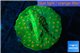 Leptastrea green & orange 3-5 cm WYSIWYG acclimaté