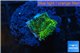 Platygyra Joker green 1 cm WYSIWYG acclimaté