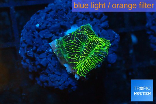 Platygyra Joker green 1 cm WYSIWYG acclimaté