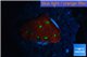 Favia red green spot 1-2 cm WYSIWYG acclimaté