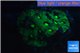 Favia neon green Australia 2-3 cm WYSIWYG acclimaté