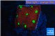 Favia red green spot 1-2 cm WYSIWYG acclimaté