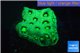 Favia neon green Australia 2-4 cm WYSIWYG acclimaté