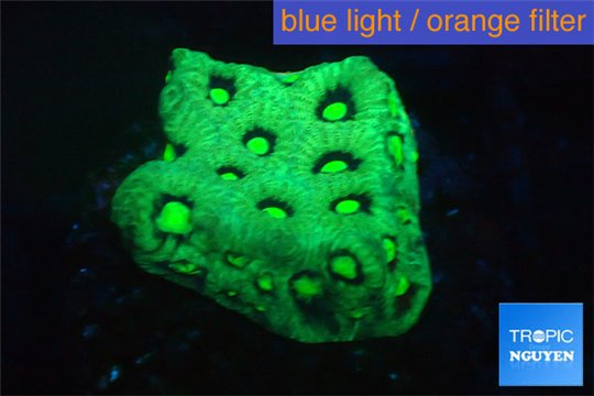 Favia neon green Australia 2-4 cm WYSIWYG acclimaté