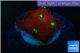 Favia red green spot 1-2 cm WYSIWYG acclimaté